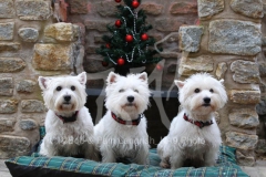 Terrier - West Highland White