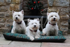 Terrier - West Highland White
