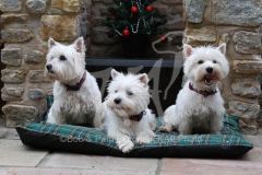 Terrier - West Highland White