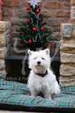 Terrier - West Highland White
