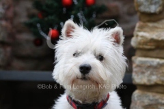 Terrier - West Highland White