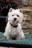 Terrier - West Highland White