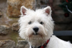 Terrier - West Highland White