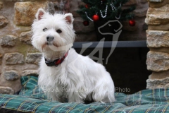 Terrier - West Highland White