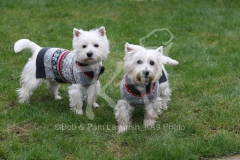 Terrier - West Highland White