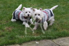 Terrier - West Highland White