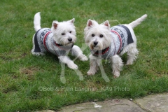 Terrier - West Highland White