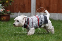 Terrier - West Highland White