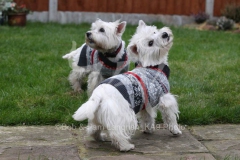 Terrier - West Highland White