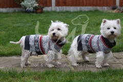 Terrier - West Highland White