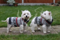 Terrier - West Highland White
