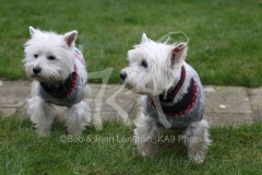 Terrier - West Highland White