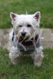 Terrier - West Highland White