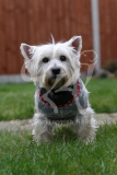 Terrier - West Highland White