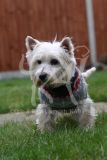 Terrier - West Highland White