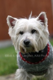 Terrier - West Highland White