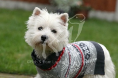 Terrier - West Highland White