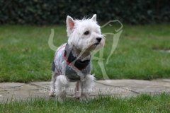 Terrier - West Highland White