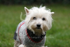 Terrier - West Highland White