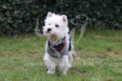 Terrier - West Highland White