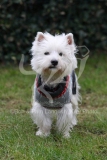 Terrier - West Highland White