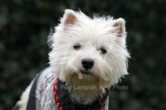Terrier - West Highland White