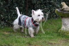 Terrier - West Highland White