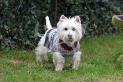 Terrier - West Highland White