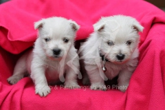 Terrier - West Highland White