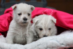 Terrier - West Highland White