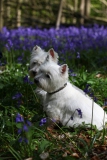 Terrier - West Highland White