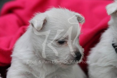 Terrier - West Highland White