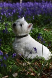 Terrier - West Highland White