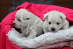 Terrier - West Highland White