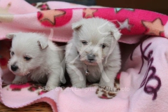 Terrier - West Highland White
