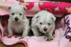 Terrier - West Highland White
