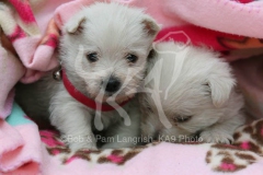 Terrier - West Highland White