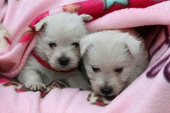 Terrier - West Highland White