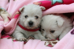 Terrier - West Highland White