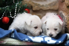 Terrier - West Highland White