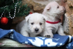 Terrier - West Highland White