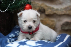 Terrier - West Highland White