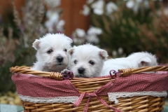 Terrier - West Highland White