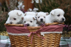 Terrier - West Highland White
