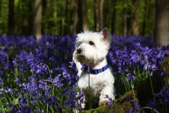 Terrier - West Highland White
