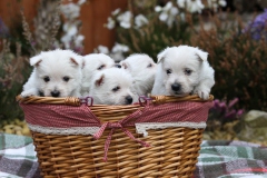 Terrier - West Highland White