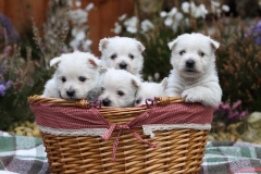 Terrier - West Highland White