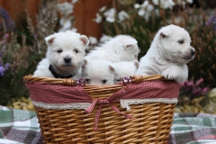 Terrier - West Highland White