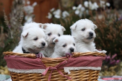 Terrier - West Highland White