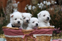 Terrier - West Highland White
